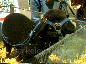 earthday Berkeley 2001