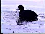duck in water