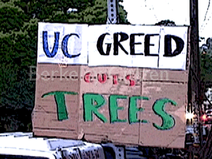 1st anniversary of Berkeley Oak Grove Tree-Sit