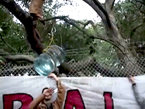 1st anniversary of Berkeley Oak Grove Tree-Sit