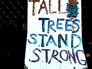 Grandmothers feed the Memorial Oak Grove Tree-Sit