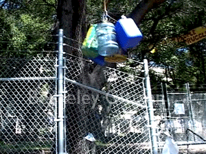 500th day of Berkeley Memorial Oak Grove Tree-Sit