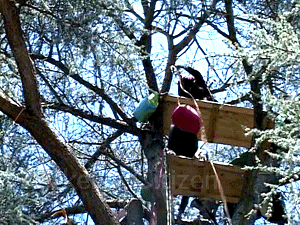 500th day of Berkeley Memorial Oak Grove Tree-Sit