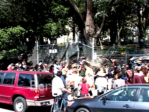 500th day of Berkeley Memorial Oak Grove Tree-Sit