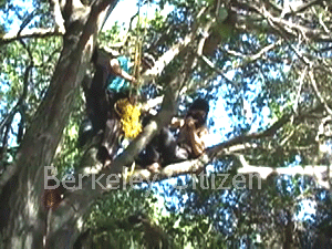 UC erects illegal fence at Memorial Oak Grove