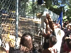 UC erects illegal fence at Memorial Oak Grove