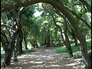 Interfaith Blesing of the Memorial Oak Grove