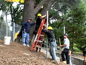 second fence at the Memorial Oak Grove