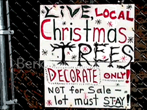 Christmas at the Memorial Oak Grove Tree-Sit