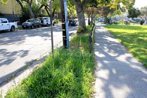 Ohlone Park East challenged landscape