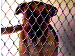 Dona Spring at Berkeley's old animal shelter in Berkeley