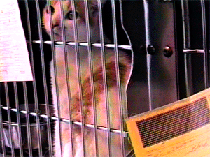 Dona Spring at Berkeley's old animal shelter in Berkeley