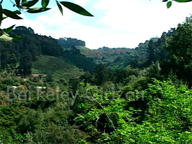 Strawberry Canyon Berkeley Ca