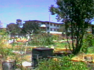 UC Berkeley Village Community Garden